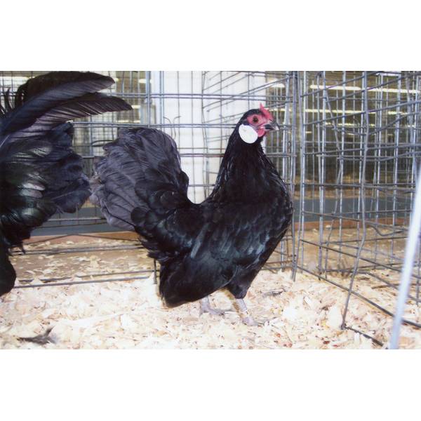 Cackle Hatchery Black Rosecomb Bantam Chicken Straight Run Male And