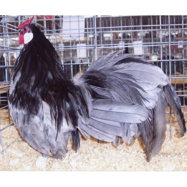 Cackle Hatchery Blue Rosecomb Bantam Chicken - Not Sexed - 354 | Blain ...