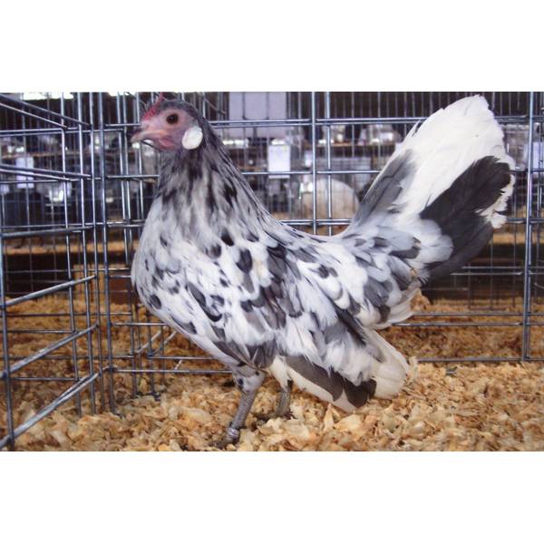 Photo of Splash Rosecomb Bantam Chicken - Not Sexed