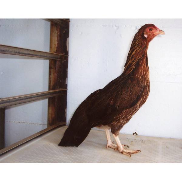 Photo of Black Breasted Red Cubalaya Bantam Chicken - Not Sexed