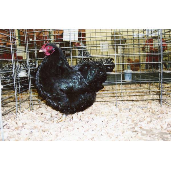 Photo of Black Wyandotte Bantam Chicken - Not Sexed