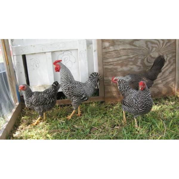 Cackle Hatchery Dominique Bantam Chicken Straight Run Male And