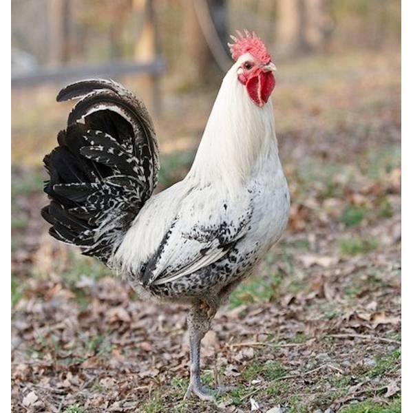 Cackle Hatchery Egyptian Fayoumis Chicken Straight Run Male And