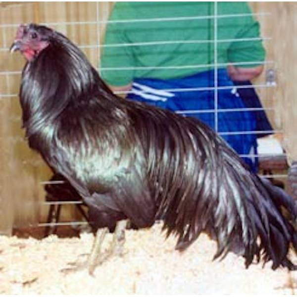 Photo of Black Sumatra Chicken - Not Sexed