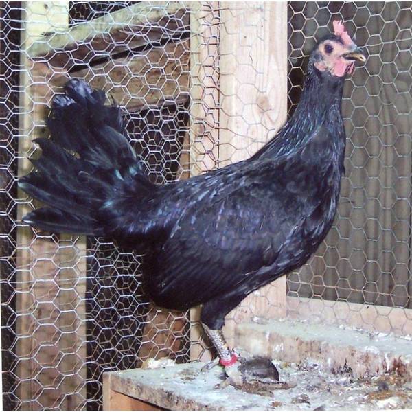 Cackle Hatchery Birchen Standard Old English Chicken Straight Run