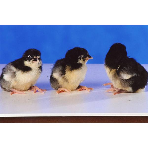 Cackle Hatchery Black Standard Old English Chicken Straight Run (Male and Female) 502 Cackle Hatchery Black Standard Old English Chicken Straight Run (Male and Female) 502