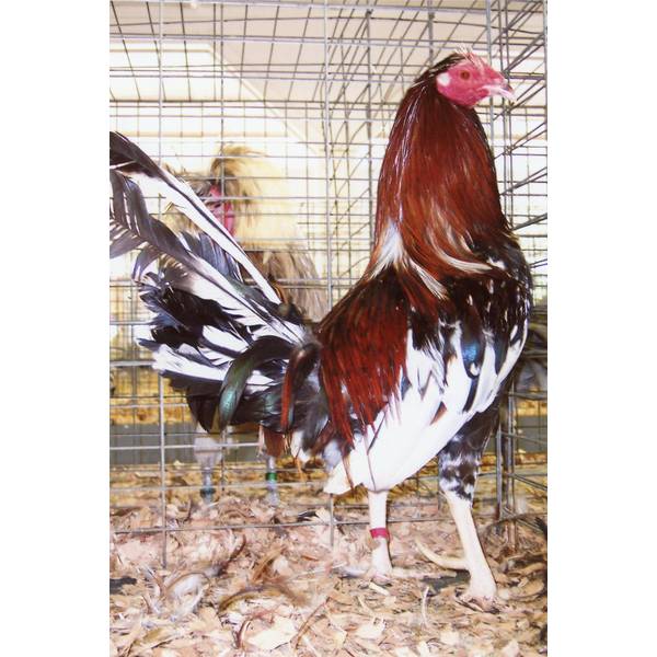 Cackle Hatchery Spangled Standard Old English Chicken Straight Run (Male and Female) 515