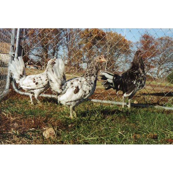 Cackle Hatchery Splash Standard Old English Chicken Straight Run (Male and Female) 516