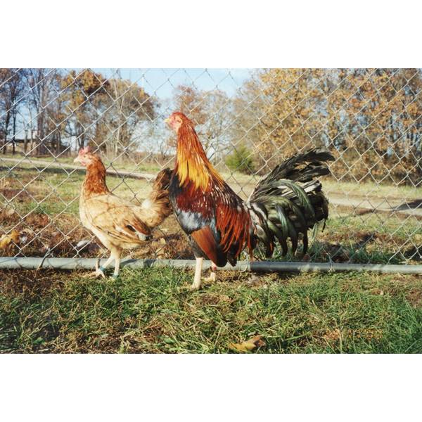 Cackle Hatchery Wheaten Standard Old English Chicken Straight Run (Male and Female) 517