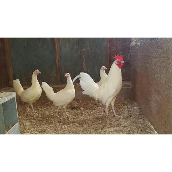 Cackle Hatchery White Standard Old English Chicken Straight Run Male And Female 518