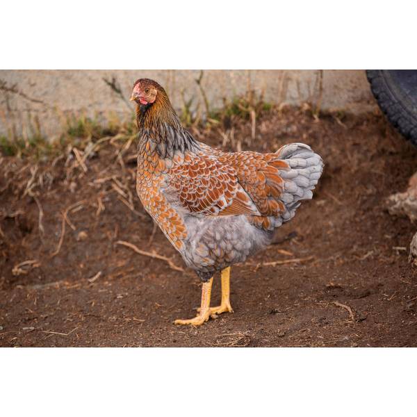 Cackle Hatchery Blue Laced Red Wyandott Chicken, Pullet (Female) 157F