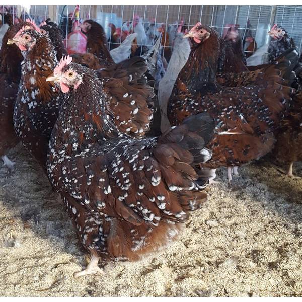 Photo of Jubilee Orpington Chicken