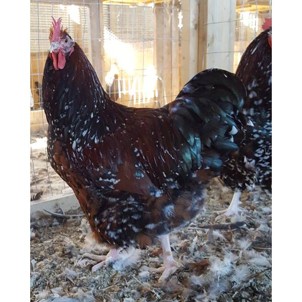 Photo of Jubilee Orpington Chicken