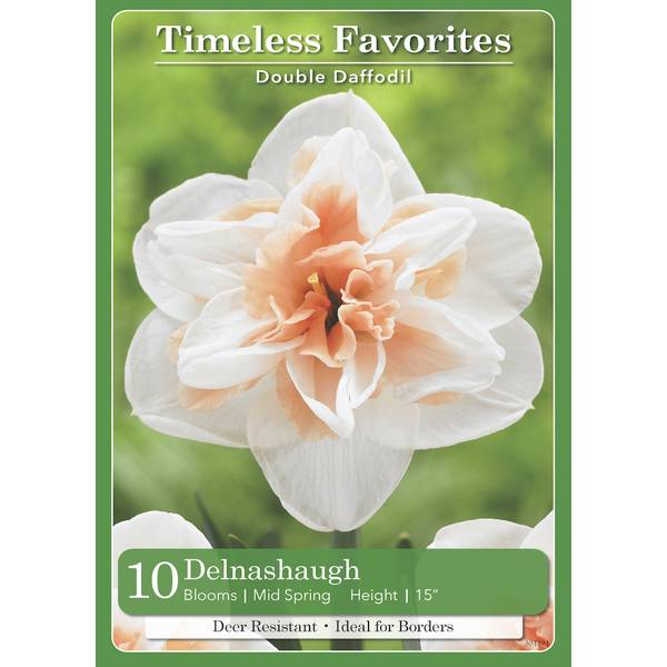 Photo of 10 Count Narcissus Delnashaugh