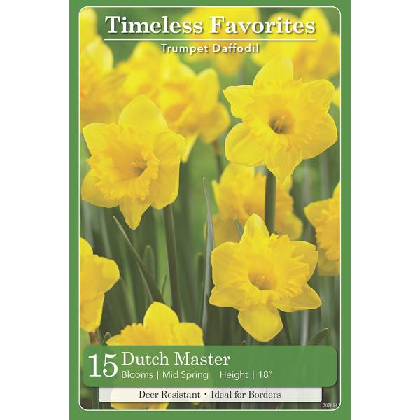 50 Dutch Master Daffodil Bulbs 