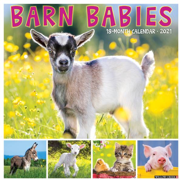 Willow Creek Barn Babies 2021 Wall Calendar 12"X12" 