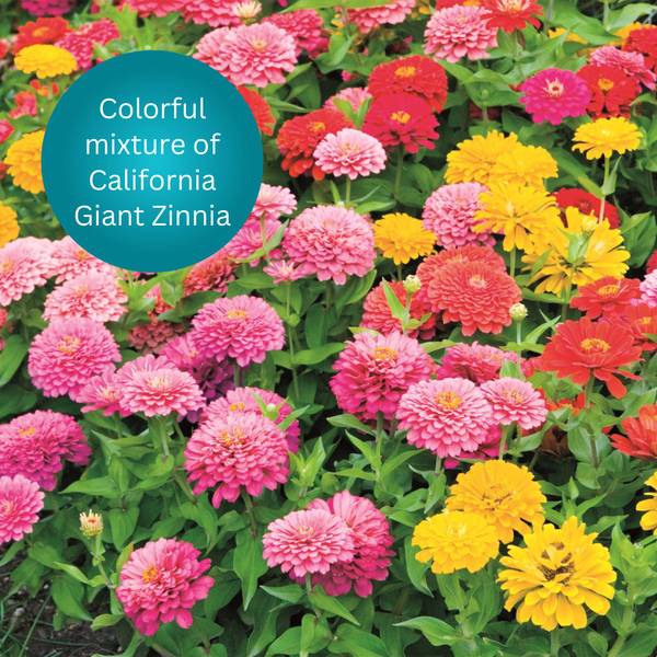 Earth Science 2lb Zinnia Flower Mix - 12142-6 | Blain's Farm & Fleet