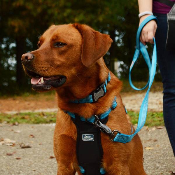 canine explorer harness