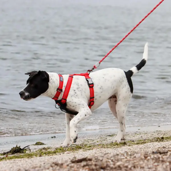 Coastal Pet 1