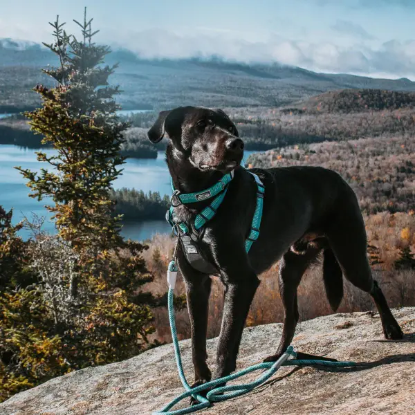 Coastal Pet 1
