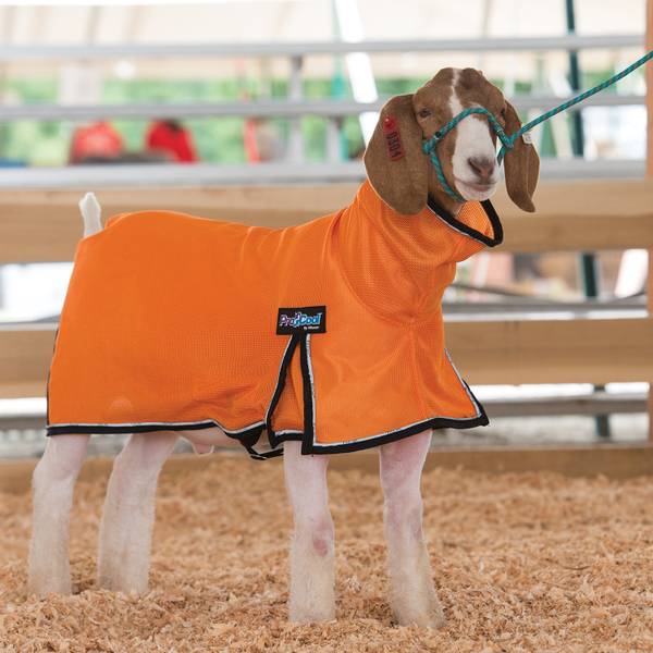Weaver Livestock ProCool Goat Blanket with Reflective Piping, Extra Small, Orange