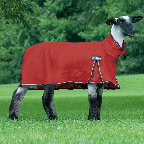 Weaver Livestock ProCool Sheep Blanket with Reflective Piping