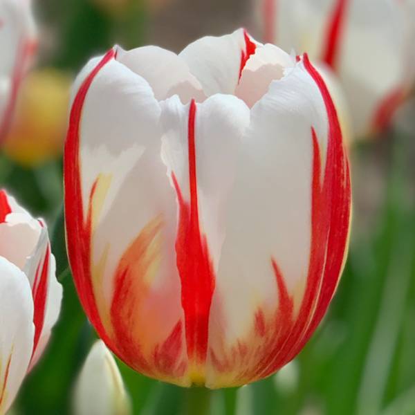 Photo of 10-Count Tulip Happy Generation