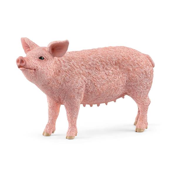 Photo of Pig