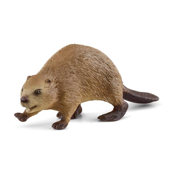 Photo of Beaver