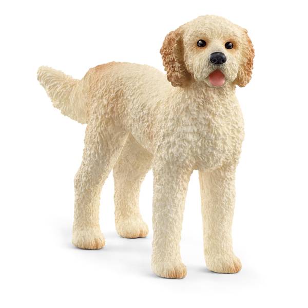 Photo of Goldendoodle