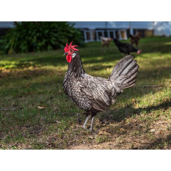 Hatchery Andalusian (Blue/Black/Splash) Chicken, Cockerel (Male) - BANC ...