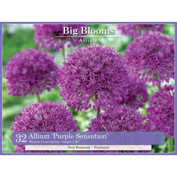 Photo of 20-Count Allium Purple Sensation