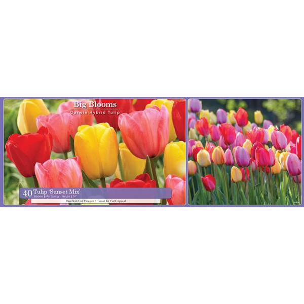 Longfield Gardens 40-Count Tulip Sunset Mix - 32100048 | Blain's Farm ...