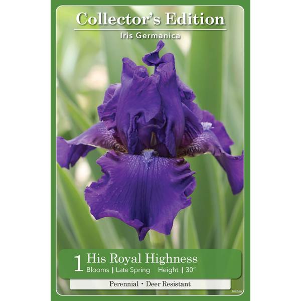 Photo of 1-Count Iris His Royal Highness