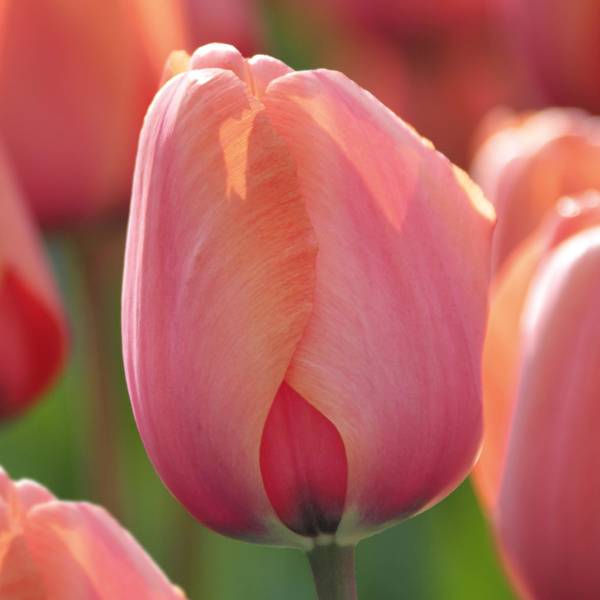Photo of 10-Count Tulip Apricot Impression