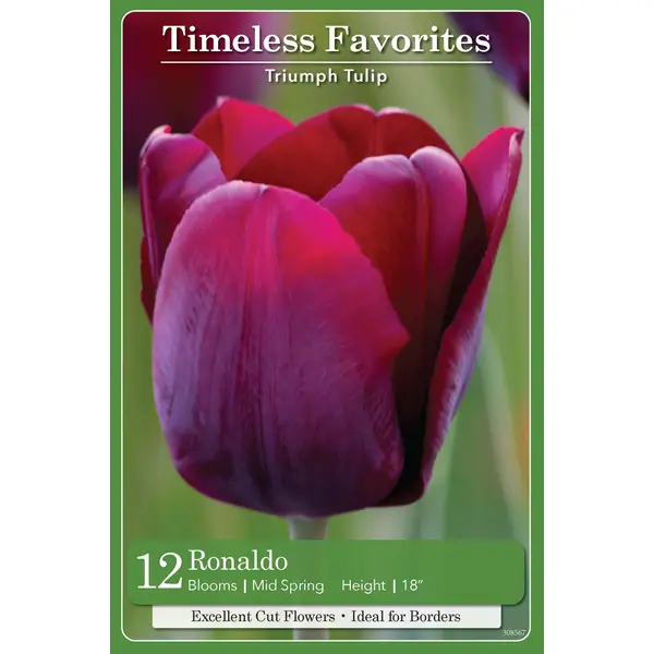 Timeless Tulip Bulbs: Triumph Tulips