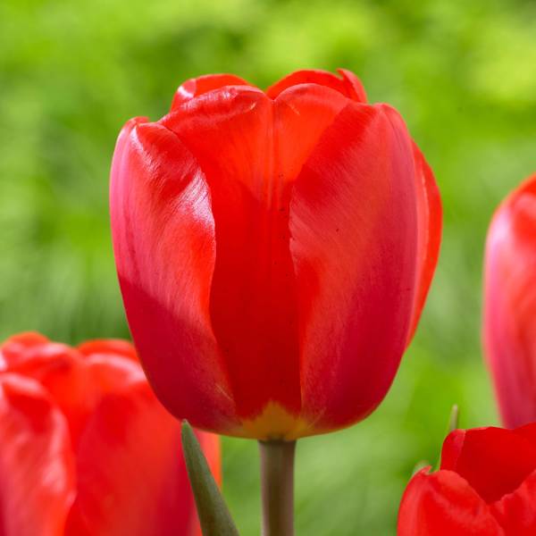 Longfield Gardens 12Count Tulip Oxford 32100164 Blain's Farm & Fleet