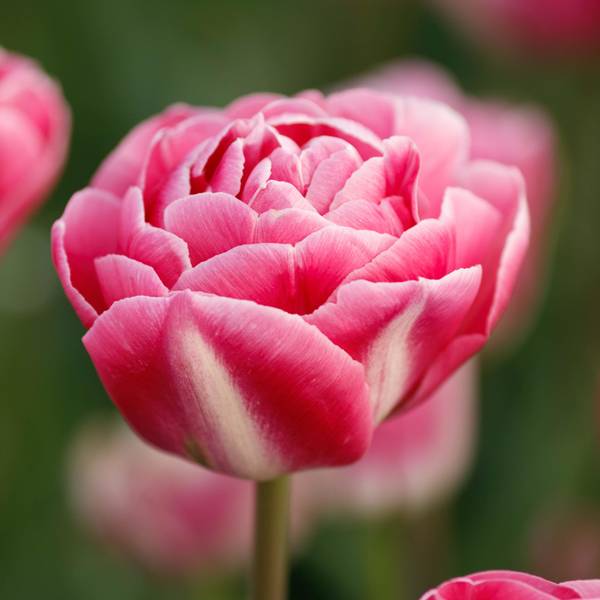 Photo of 10-Count Tulip Voque
