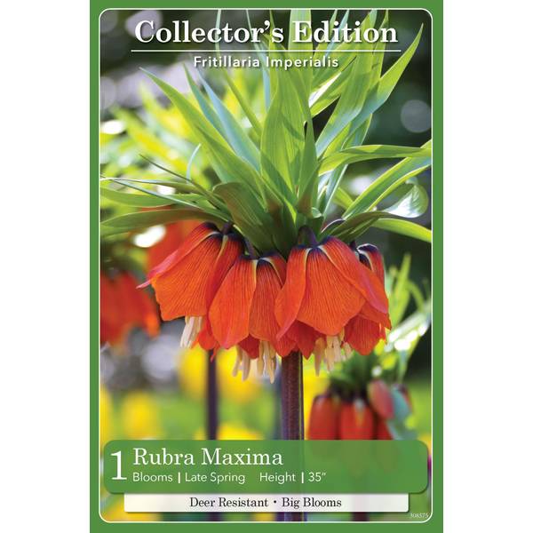 Photo of 1-Count Fritillaria Rubra Maxima