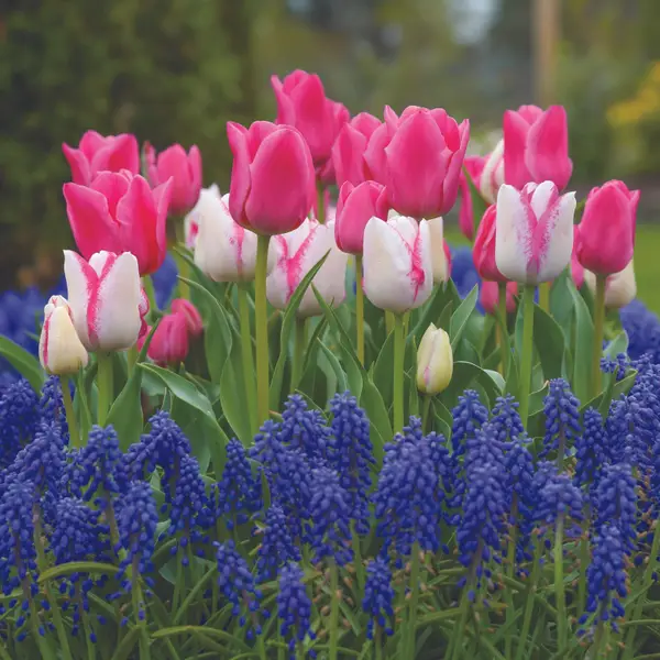 Tulips – Pittsburgh Botanic Garden
