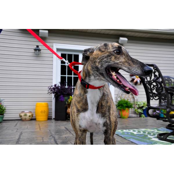 Coastal Pet Martingale Collar - 66607 BLK22 | Blain's Farm & Fleet