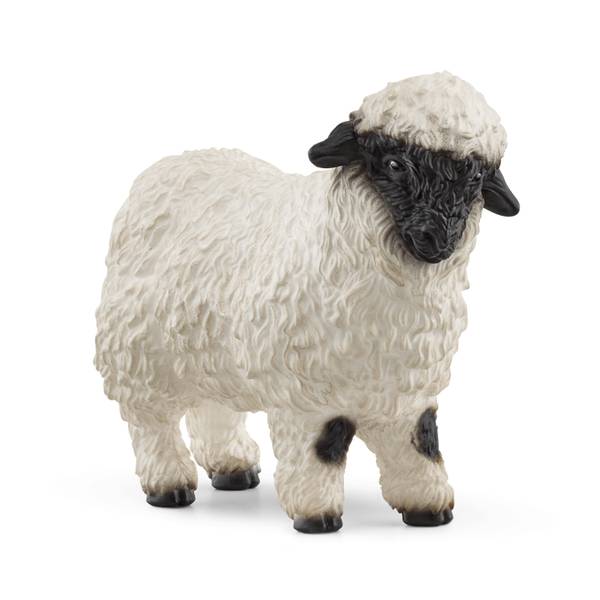 Photo of Valais Black-Nosed Sheep