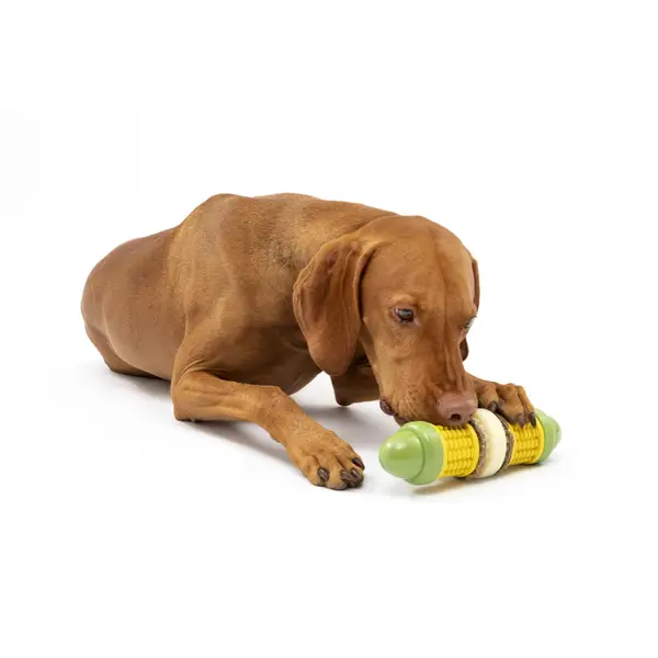 Buy Busy Buddy Corn for your dog