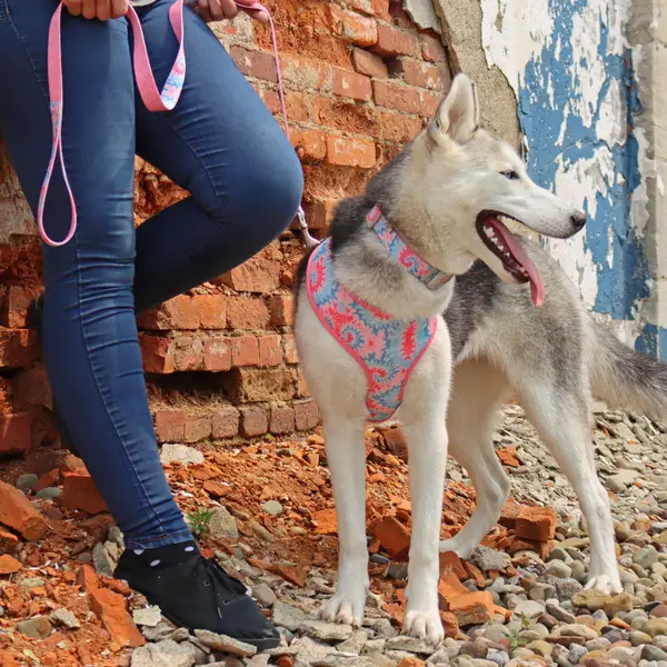 Sublime Adjustable Dog Collar, Pink Tie Dye with Pink Arrows, Mediumium -  1 x 12-18 : : Pet Supplies