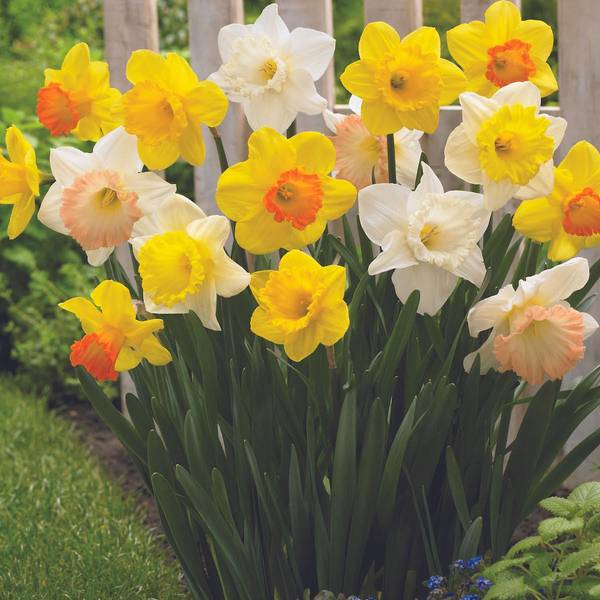 Photo of 18-Count Narcissus Big Blooming Mix