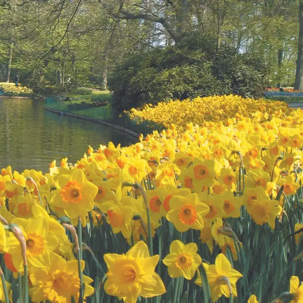 Longfield Gardens Daffodils, 100 count