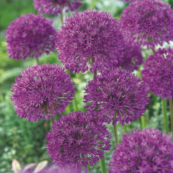 Photo of 30-Count Allium Purple Sensation