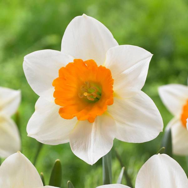 Longfield Gardens 10-Count Narcissus Sempre Avanti - 32100192 | Blain's ...