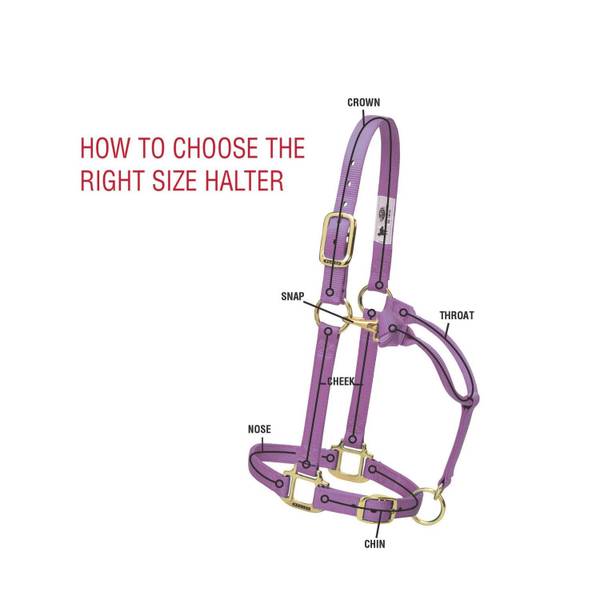 Weaver Leather Basic Non-Adjustable Halter 1 - Blue, Large - Tack & Saddles | Weaver Leather | C-A-L Ranch