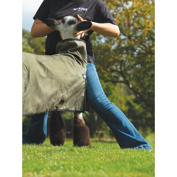 Weaver Leather Large Livestock Sheep Blanket with Solid Butt 3750260